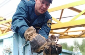 В Тверской области сотрудники МЧС спасли застрявшего между вагонами котенка В Тверской области сотрудники МЧС спасли застрявшего между вагонами котенка