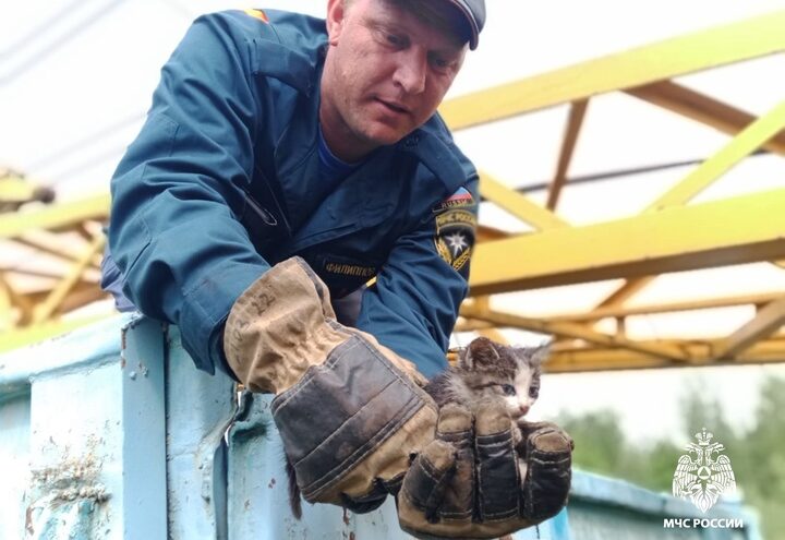 В Тверской области сотрудники МЧС спасли застрявшего между вагонами котенка В Тверской области сотрудники МЧС спасли застрявшего между вагонами котенка
