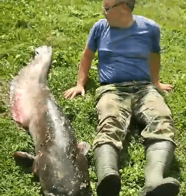 Гигантскую рыбу вытащили из Волги в Тверской области