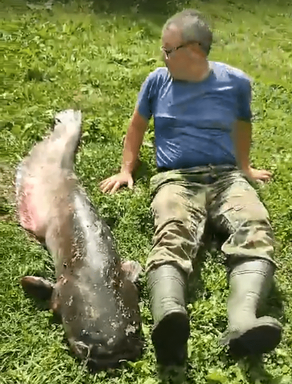 Гигантскую рыбу вытащили из Волги в Тверской области