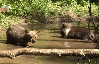 Экологи показали водные процедуры медвежат-сирот в Тверской области Экологи показали водные процедуры медвежат-сирот в Тверской области