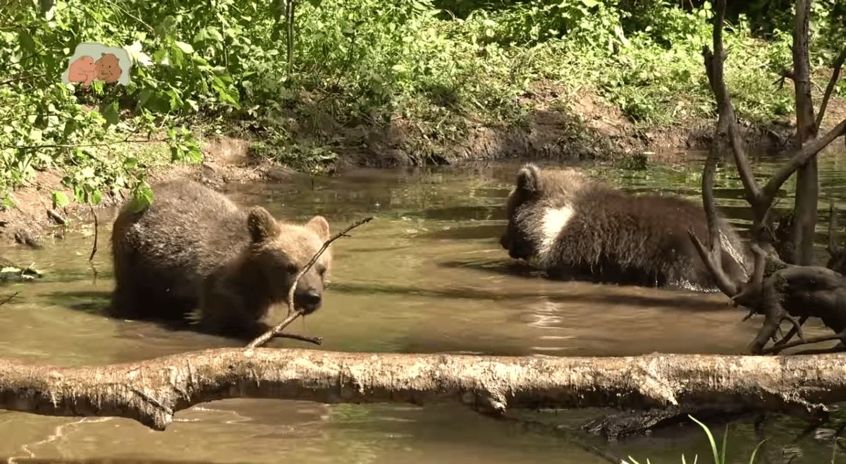 Экологи показали водные процедуры медвежат-сирот в Тверской области