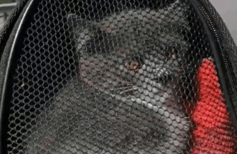 Неравнодушные тверичане спасли котенка, застрявшего в щели моста Неравнодушные тверичане спасли котенка, застрявшего в щели моста