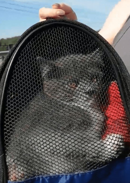 Неравнодушные тверичане спасли котенка, застрявшего в щели моста