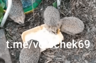 В Тверской области новый папа ежат показал, как вымахали малыши В Тверской области новый папа ежат показал, как вымахали малыши