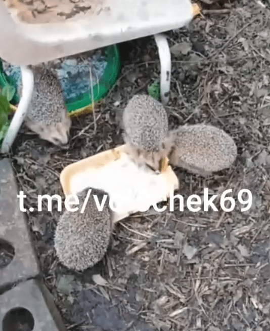 В Тверской области новый папа ежат показал, как вымахали малыши