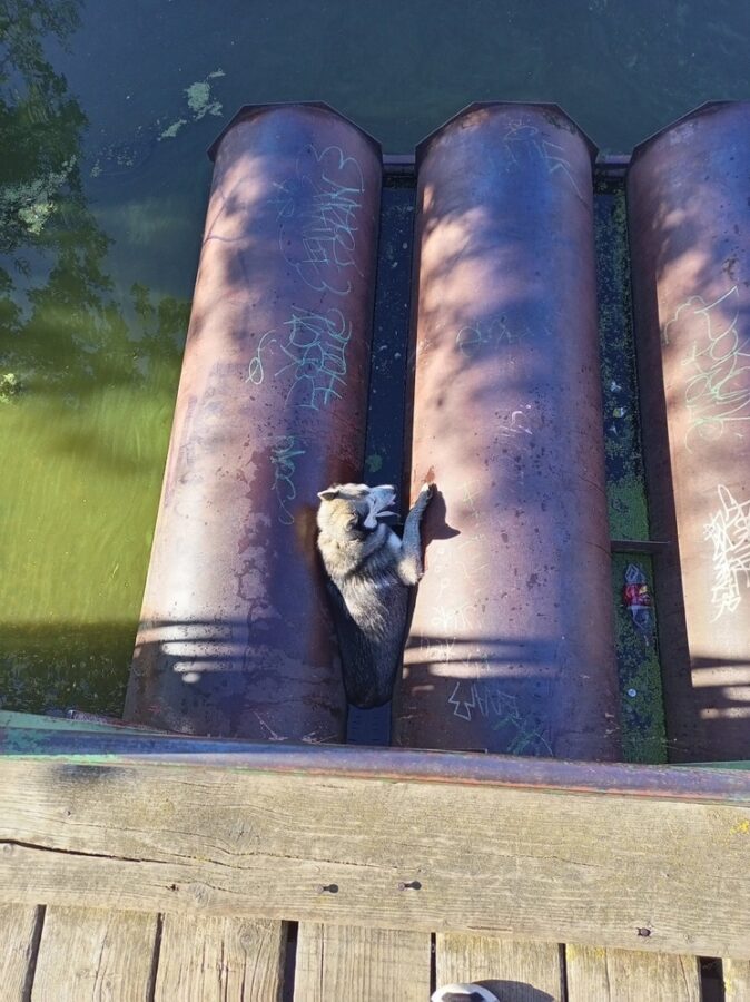 В Тверской области спасатели вытащили охотившегося на уток пса из труб