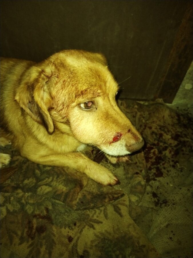 Житель Тверской области выстрелил в морду соседской собаке