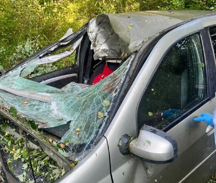 При столкновении автомобиля с лосем в Тверской области погибла пассажирка