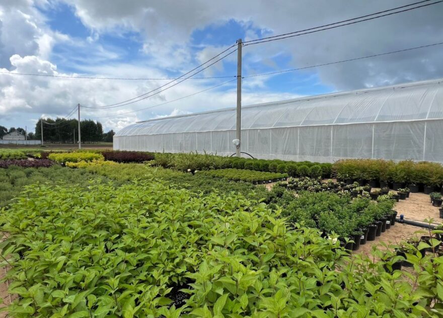 В Калининском округе развивается новое тепличное хозяйство