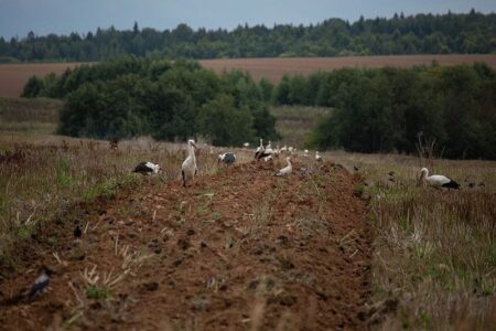 На пашне в Тверской области заметили огромную стаю аистов