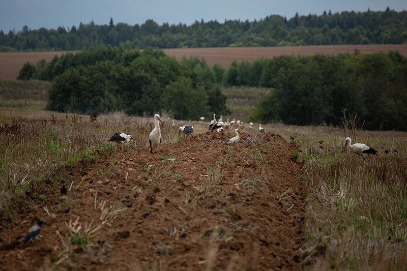 На пашне в Тверской области заметили огромную стаю аистов