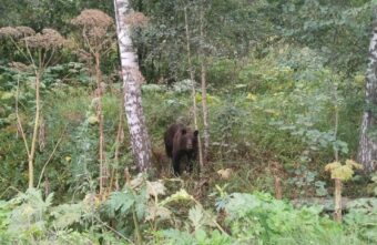 Под Тверью заметили медведя, который не боится людей