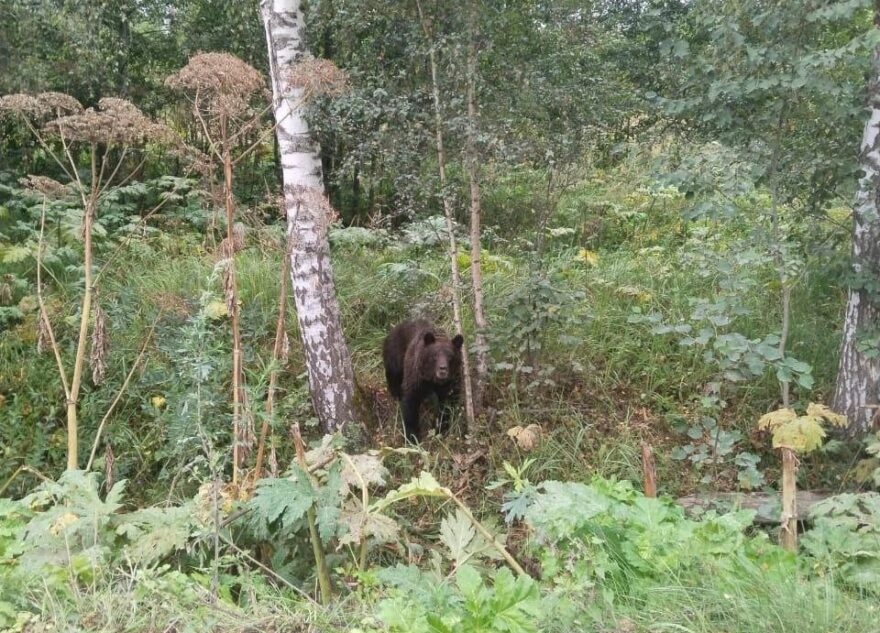 Под Тверью заметили медведя, который не боится людей