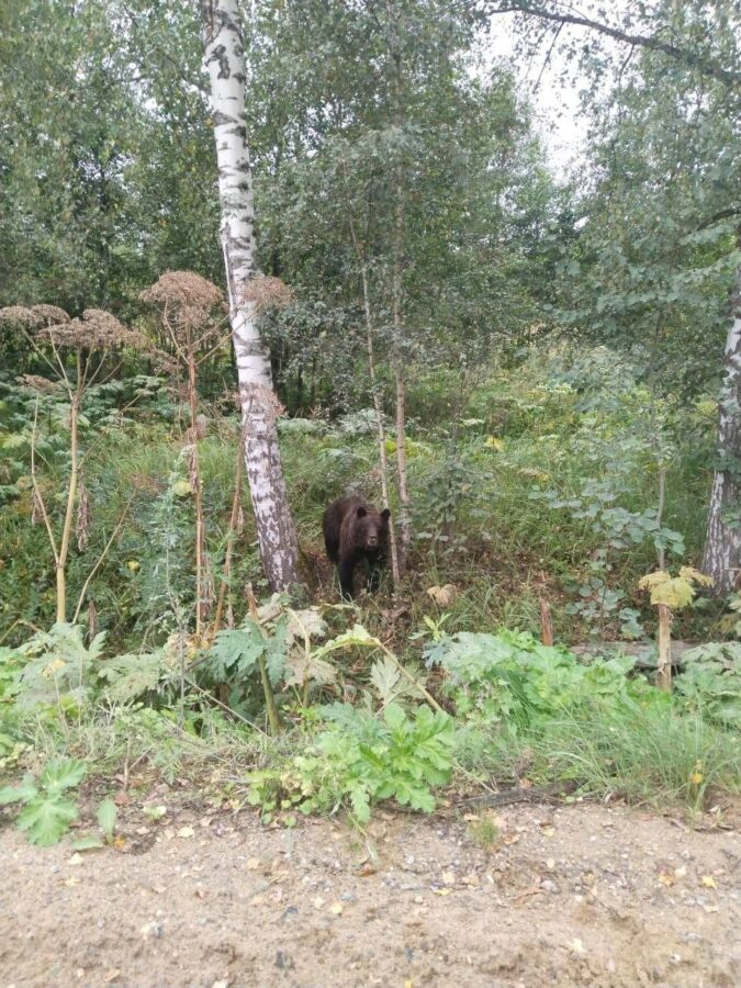 Под Тверью заметили медведя, который не боится людей
