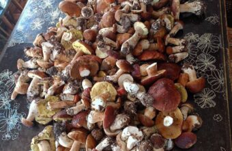 Жители Тверской области за раз приносят из леса больше 200 грибов Жители Тверской области за раз приносят из леса больше 200 грибов