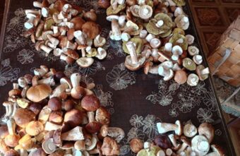 Больше 400 грибов за раз принес из леса житель Тверской области Больше 400 грибов за раз принес из леса житель Тверской области