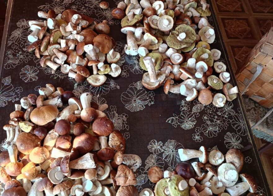 Больше 400 грибов за раз принес из леса житель Тверской области