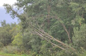 В Тверской области деревья висят на проводах возле дороги