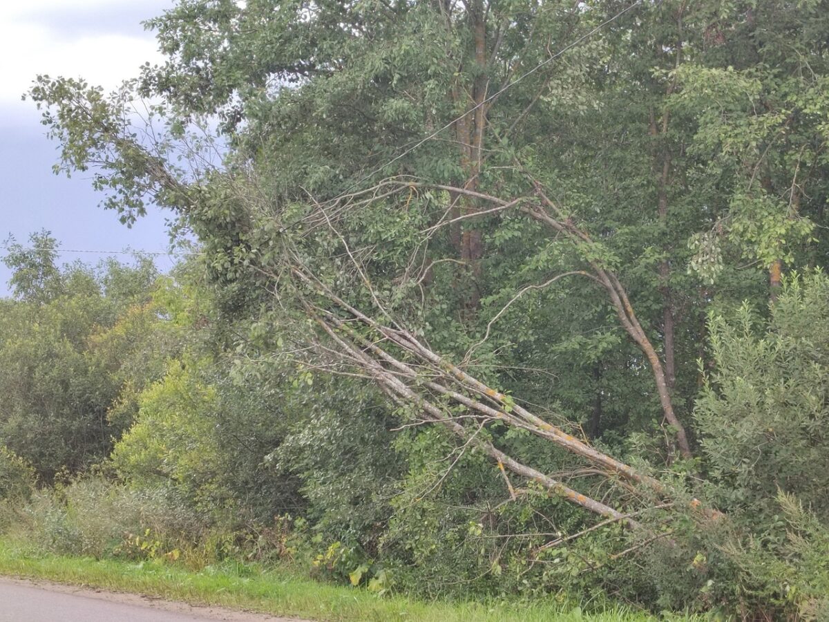 В Тверской области деревья висят на проводах возле дороги