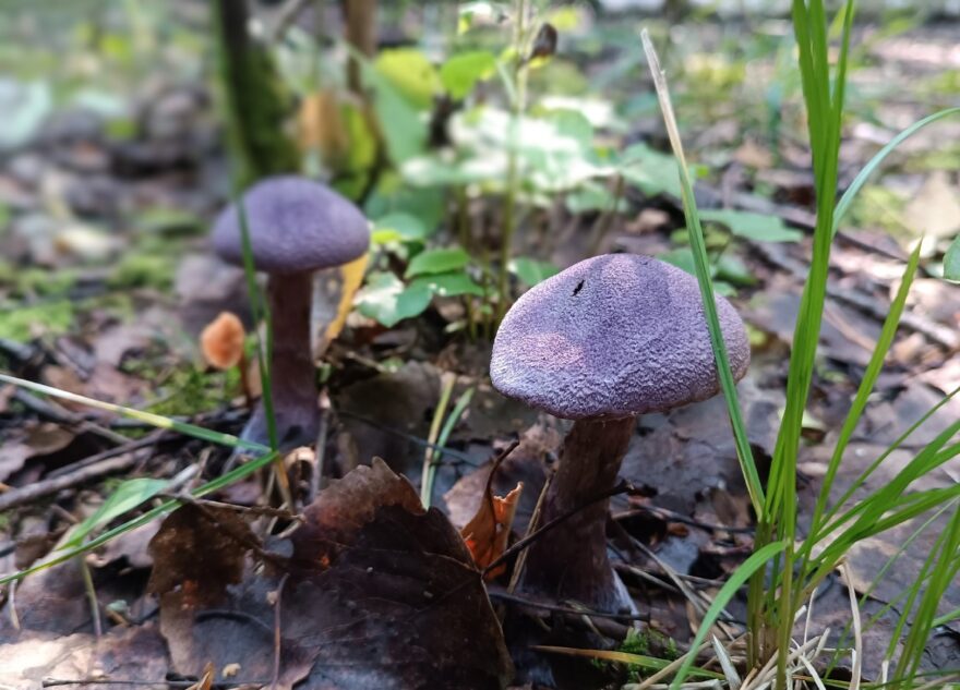 В Тверской области в лесу нашли редкий краснокнижный гриб