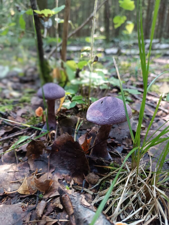 В Тверской области в лесу нашли редкий краснокнижный гриб