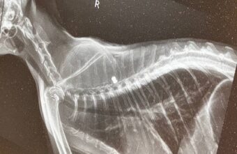 В Тверской области неизвестные стреляют по домашним животным