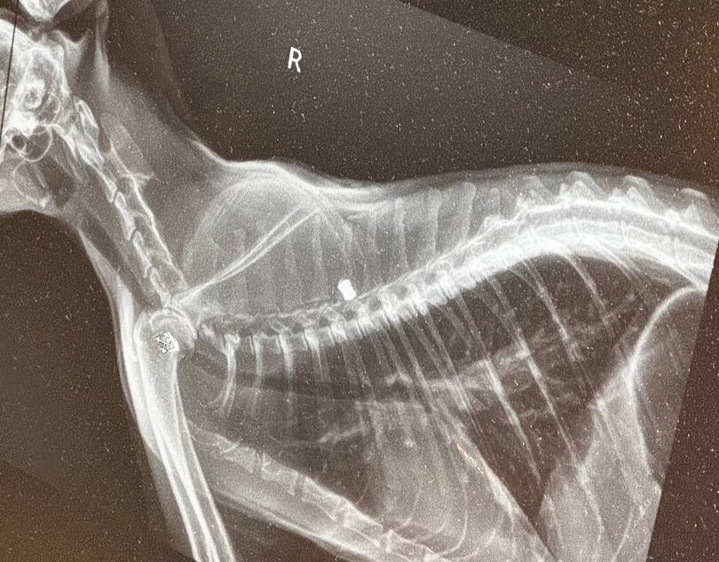 В Тверской области неизвестные стреляют по домашним животным