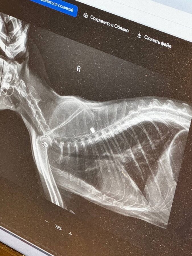 В Тверской области неизвестные стреляют по домашним животным