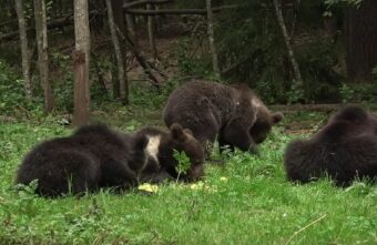 Медвежата-сироты поедают все яблоки в Тверской области Медвежата-сироты поедают все яблоки в Тверской области