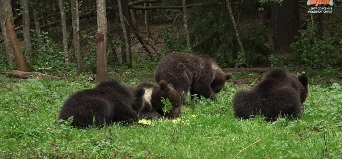 Медвежата-сироты поедают все яблоки в Тверской области
