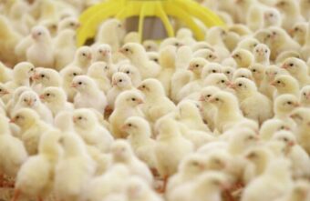 Жительница Тверской области купила несуществующих цыплят