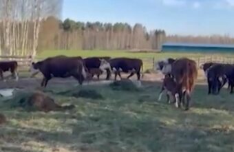 В Тверской области коровы хозяина пивного завода уничтожили огороды жителей В Тверской области коровы хозяина пивного завода уничтожили огороды жителей