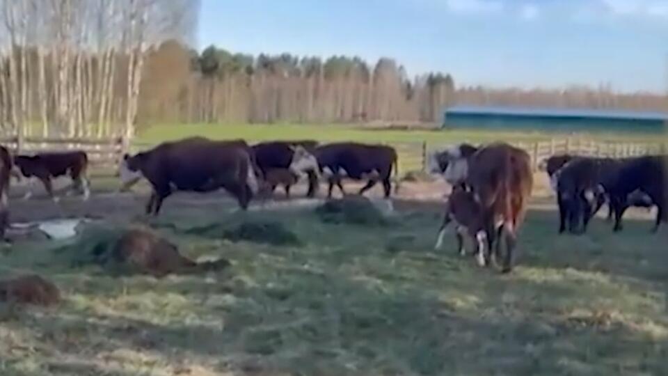 В Тверской области коровы хозяина пивного завода уничтожили огороды жителей