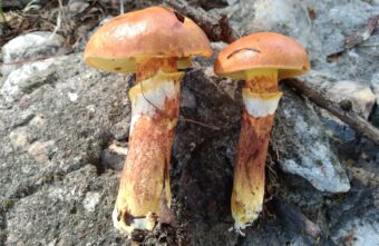 В черте города нашли уникальные для Тверской области грибы В черте города нашли уникальные для Тверской области грибы