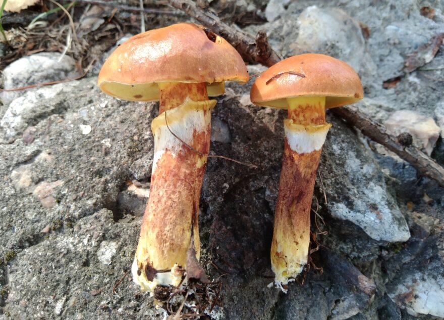 В черте города нашли уникальные для Тверской области грибы