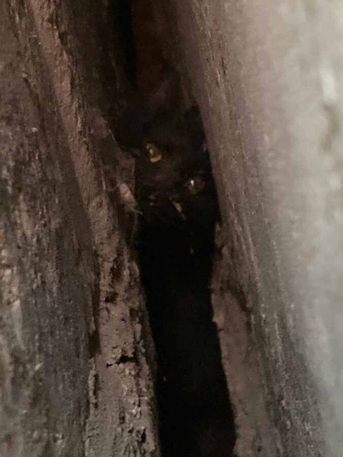 В Твери умирает кошка, которую зажало между двух бетонных стен