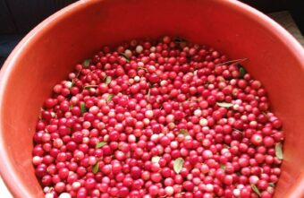 В Тверской области бруснику собирают ведрами