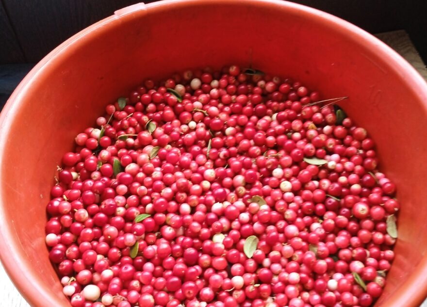 В Тверской области бруснику собирают ведрами