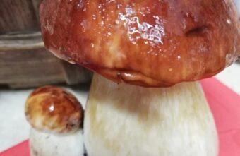 Жительница Тверской области принесла из леса гигантский гриб