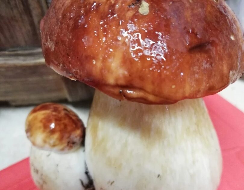 Жительница Тверской области принесла из леса гигантский гриб