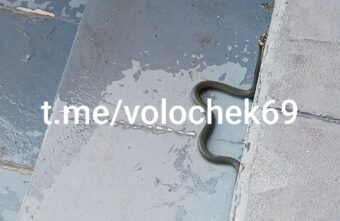 В Тверской области большая змея выползла в людном месте