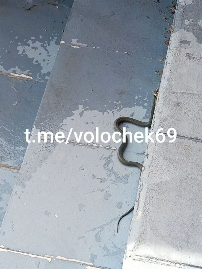 В Тверской области большая змея выползла в людном месте