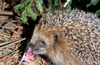 В Тверской области голодный ёж отнял у кошки курицу В Тверской области голодный ёж отнял у кошки курицу