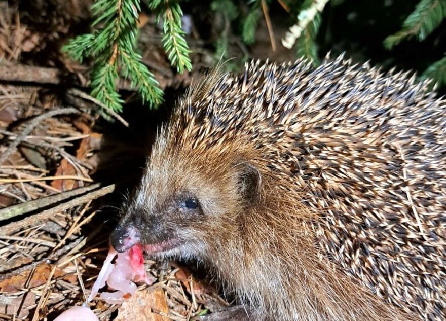 В Тверской области голодный ёж отнял у кошки курицу