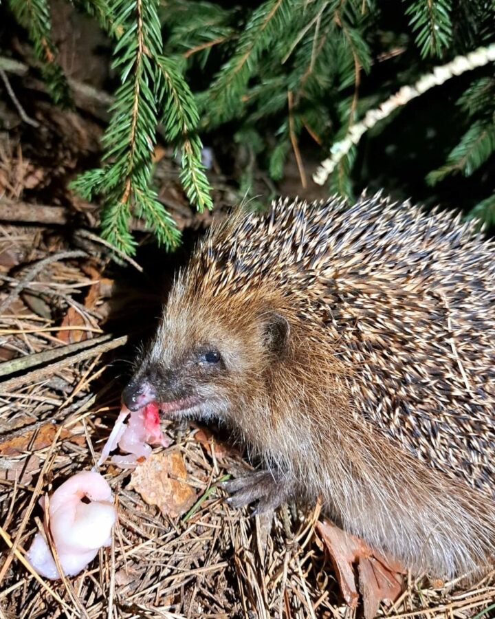 В Тверской области голодный ёж отнял у кошки курицу