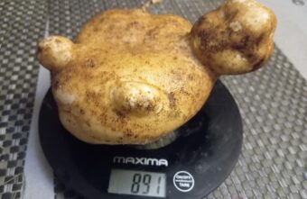 В Тверской области вырастили килограммовую картошку в форме черепахи В Тверской области вырастили килограммовую картошку в форме черепахи