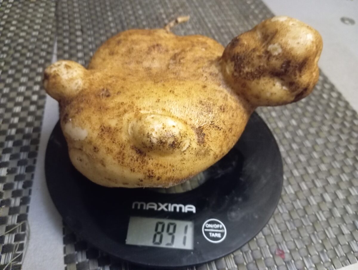В Тверской области вырастили килограммовую картошку в форме черепахи