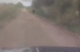 В Тверской области возле автомобильной дороги заметили медвежонка