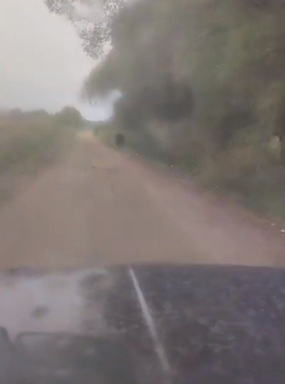 В Тверской области возле автомобильной дороги заметили медвежонка